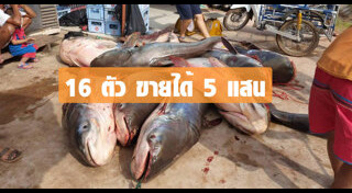 ปลาบึก