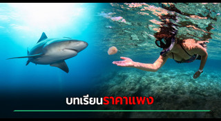 ฉลามกัดคน