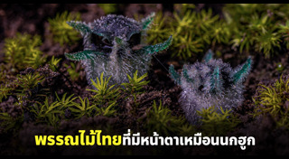 พืชแปลก