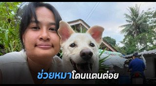 ช่วยหมา