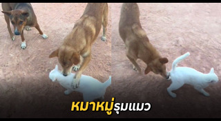 สัตว์สู้กัน