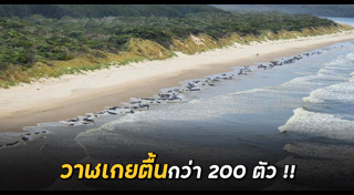 สัตว์เกยตื้น