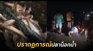 จับปลา
