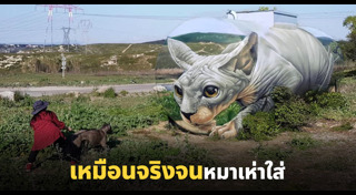 แมวสฟิงซ์