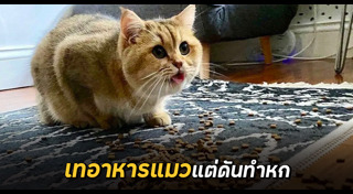 อาหารแมว