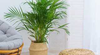 ไม้ประดับ