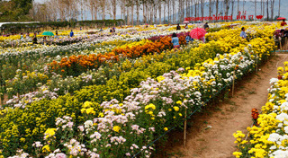 สวนดอกไม้