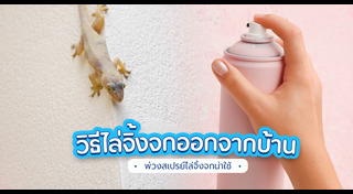 จิ้งจก