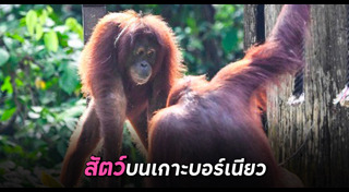 สัตว์ป่า