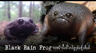 สัตว์ใกล้สูญพันธุ์