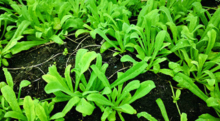 ผักสวนครัว