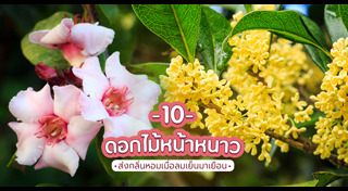 ไม้ดอกปลูกหน้าหนาว