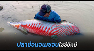 ปลาช่อน