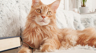 พันธุ์แมว