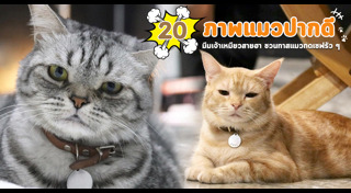 คาเฟ่แมว