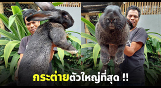 กระต่าย