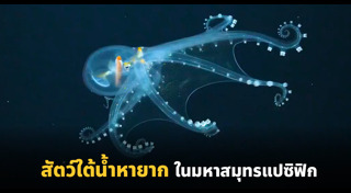 สัตว์น้ำ