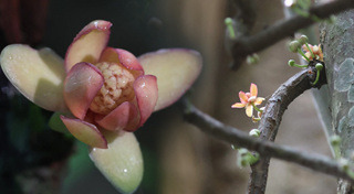 ที่เที่ยวพังงา