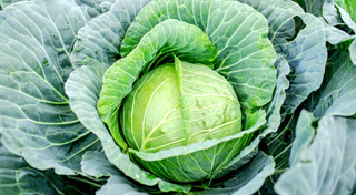 ปลูกผักสวนครัว