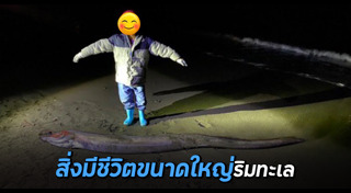 สัตว์เกยตื้น