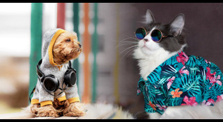 ของใช้สุนัข