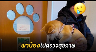 ชิบะ อินุ