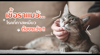 โรคผิวหนัง