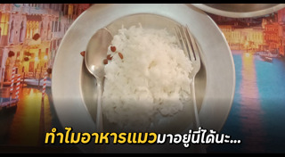 อาหารแมว