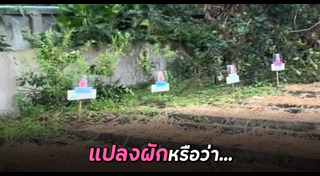 แปลงปลูกผัก