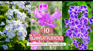 รั้วบ้าน