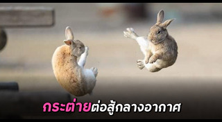 กระต่าย