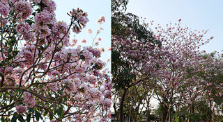 เที่ยวกรุงเทพ