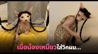 แมวสฟิงซ์