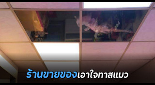 เลี้ยงแมว