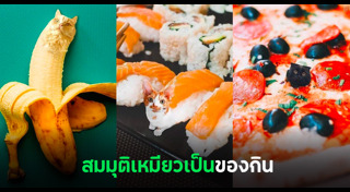 รูปแมวตลกๆ