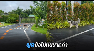 ไซบีเรียน ฮัสกี้