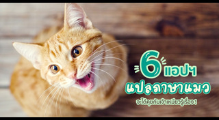 วิธีเลี้ยงแมว