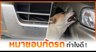 หมากัดรถ