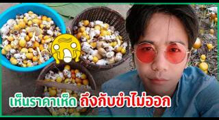 เพาะเห็ด