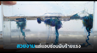 แมงกะพรุน