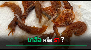 เชื้อรา