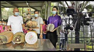 มะพร้าวก้นสาว