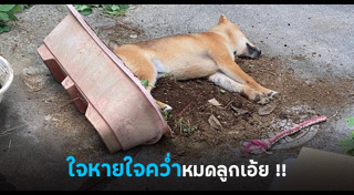 ชิบะ อินุ