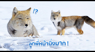 จิ้งจอกทิเบต