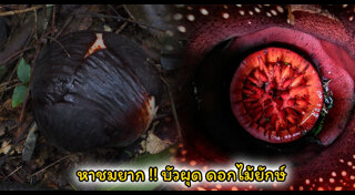 สุราษฎร์ธานี