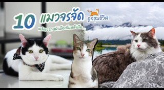 แมวพิการ