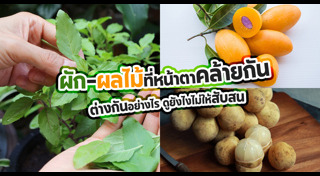 ผลไม้