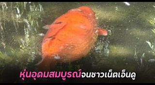 ปลาคาร์พ