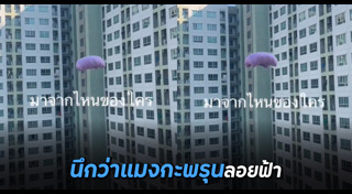 แมงกะพรุน