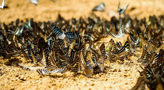 ที่เที่ยวสระแก้ว